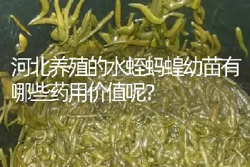 河北养殖的水蛭蚂蝗幼苗有哪些药用价值呢?