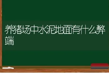 养猪场中水泥地面有什么弊端