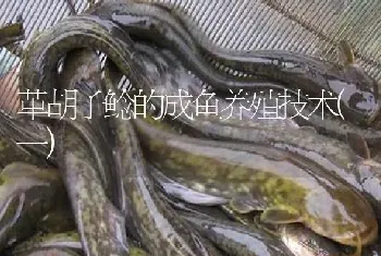 革胡子鲶的成鱼养殖技术(一)