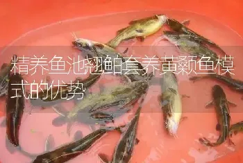 精养鱼池翘鲌套养黄颡鱼模式的优势