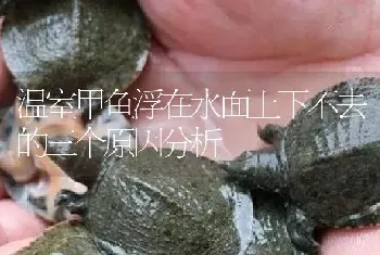 温室甲鱼浮在水面上下不去的三个原因分析