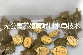 无公害养殖黄喉拟水龟技术