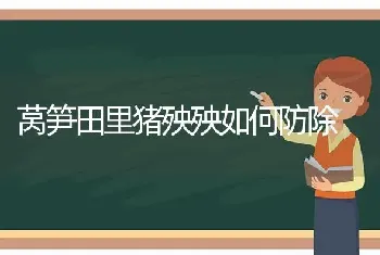 莴笋田里猪殃殃如何防除