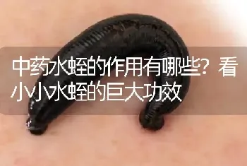 中药水蛭的作用有哪些?看小小水蛭的巨大功效