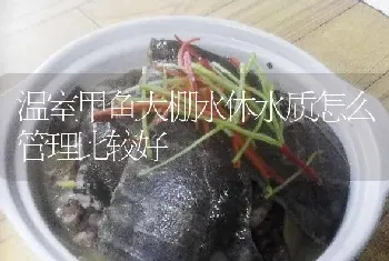 温室甲鱼大棚水体水质怎么管理比较好