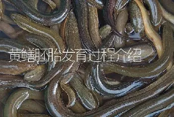 黄鳝胚胎发育过程介绍