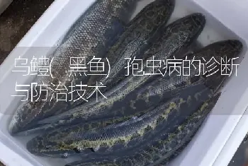 乌鳢(黑鱼)孢虫病的诊断与防治技术