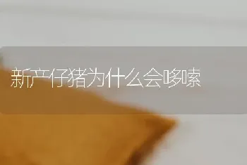 新产仔猪为什么会哆嗦