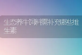 生态养牛饲料需补充哪些维生素