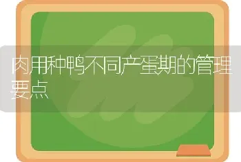 肉用种鸭不同产蛋期的管理要点