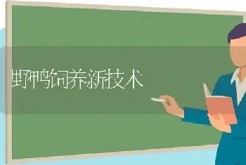 野鸭饲养新技术