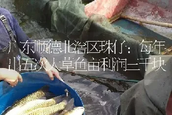 广东顺德北滘区珠仔：每年出五次大草鱼亩利润三千块