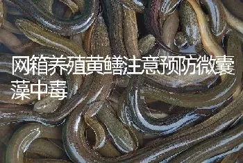 网箱养殖黄鳝注意预防微囊藻中毒