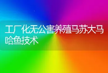 工厂化无公害养殖马苏大马哈鱼技术