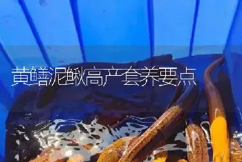 黄鳝泥鳅高产套养要点