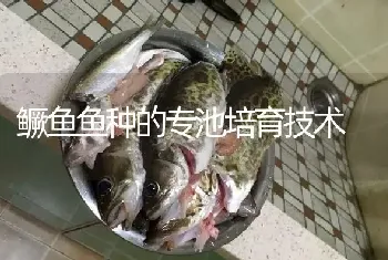 鳜鱼鱼种的专池培育技术