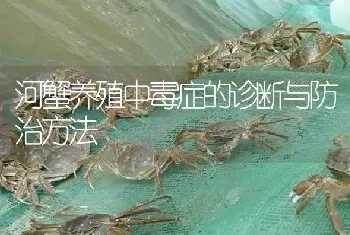 河蟹养殖中毒症的诊断与防治方法