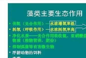 南美白对虾露天养殖池塘里藻类的主要生态作用