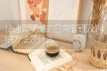 快速育肥羊的日常管理及饲喂方法是什么