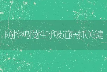 防控鸡慢性呼吸道病抓关键