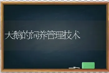 天鹅的饲养管理技术