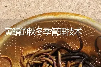 黄鳝的秋冬季管理技术