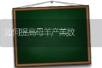 如何提高母羊产羔数