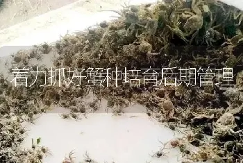 着力抓好蟹种培育后期管理