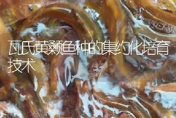 瓦氏黄颡鱼种的集约化培育技术