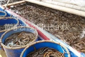 黄鳝吃什么饵料长的快