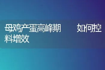 母鸡产蛋高峰期  如何控料增效