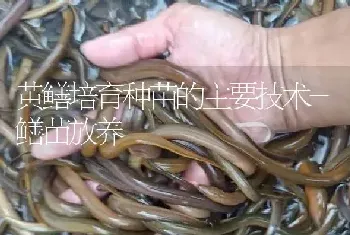 黄鳝培育种苗的主要技术-鳝苗放养