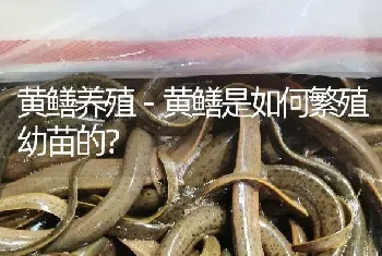 黄鳝养殖－黄鳝是如何繁殖幼苗的?