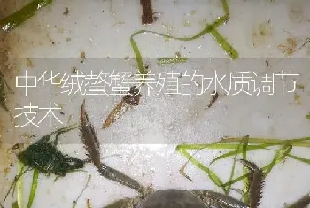 中华绒螯蟹养殖的水质调节技术