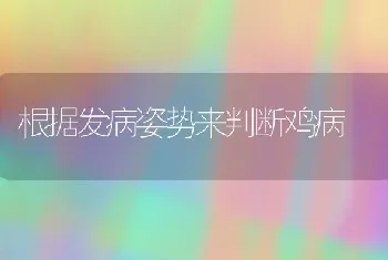 根据发病姿势来判断鸡病