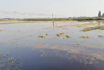 冬季小龙虾池塘管理的系统思考