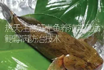 热天注意笋壳鱼养殖常见病鳃霉病防治技术