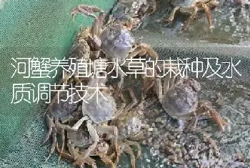 河蟹养殖塘水草的栽种及水质调节技术