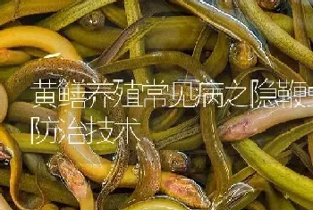 黄鳝养殖常见病之隐鞭虫病防治技术