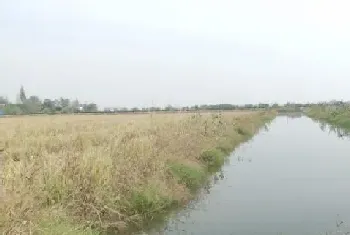 如何“养好”小龙虾?种好水草太关键！水草选不对,一年都白费