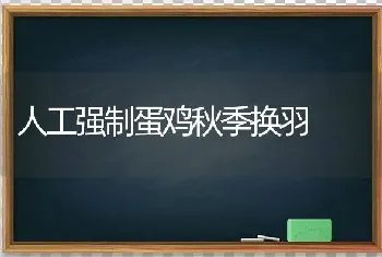 人工强制蛋鸡秋季换羽