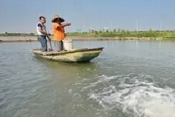 高温持续,养蟹人注意避免蟹塘增氧管理误区！