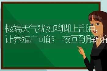 极端天气犹如鸡脚上刮油,让养殖户可能一夜回到解放前