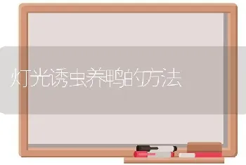 灯光诱虫养鸭的方法