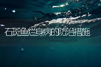 石斑鱼烂身病的防治措施