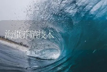 海蜇养殖技术