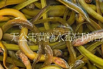 无公害黄鳝水霉病防治技术