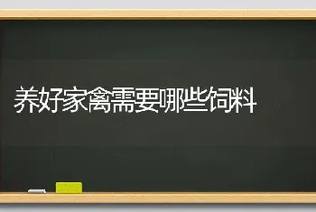 养好家禽需要哪些饲料