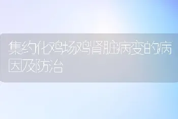 集约化鸡场鸡肾脏病变的病因及防治