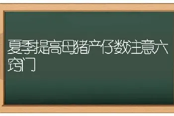 夏季提高母猪产仔数注意六窍门